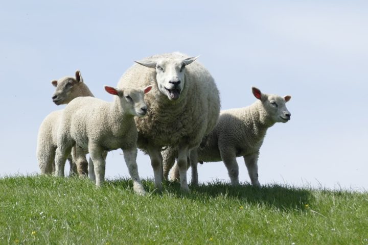 Leader « Sheep »